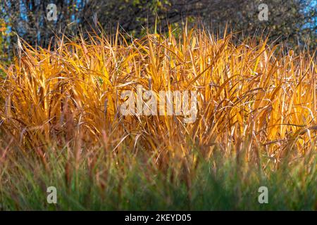 Composizione dell'erba ornamentale in autunno. Alcuni alberi colorati e alcuni alberi senza foglie sullo sfondo. Lame grandi, gialle e verdi, sfocate Foto Stock