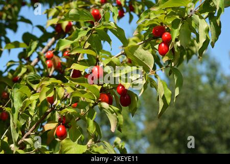 Cornus mas, la ciliegia della Cornelia, il cornello europeo o la pianta di dogwood della ciliegia della Cornelia con le bacche rosse mature. Foto Stock