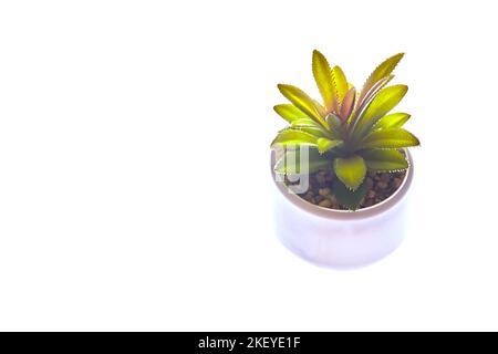 Una pianta succulenta verde in una moderna pentola rotonda, evidenziata su un bianco isolato background.A pianta di casa alla moda con arenaria con spazio copia. Foto di alta qualità Foto Stock