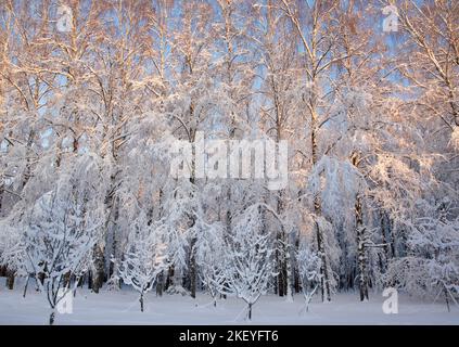 Gli alberi invernali contro il cielo blu nei raggi del sole che tramonta Foto Stock