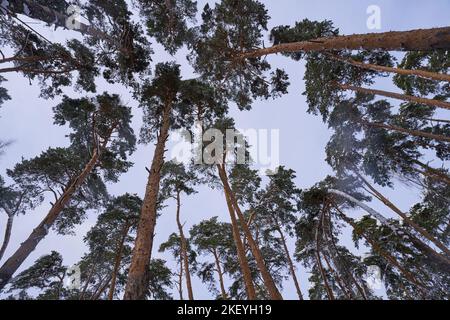 Cime di pini contro il cielo blu. Inverno nel parco Foto Stock