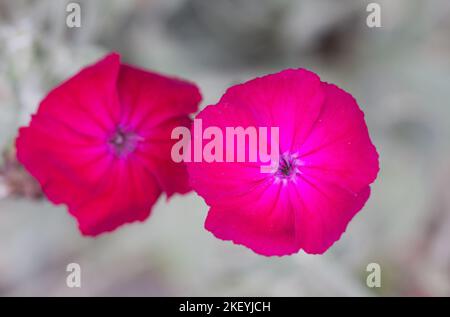 Primo piano dei fiori rosa-magenta di colore brillante di Rose campion o Silene coronaria Foto Stock