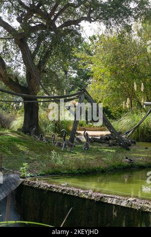 Famiglia lemur catta nel parco safari Badoca Foto Stock