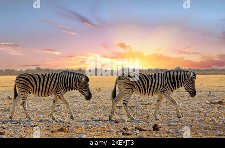 Due Zebra di Burchell camminano attraverso le pianure africane nel parco nazionale di Etosha, Namibia Foto Stock