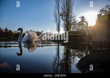 15 novembre 2022, Sassonia-Anhalt, Wörlitz: Un cigno gode dei raggi del sole mattutino nel Parco di Wörlitz. Il tempo dovrebbe diventare molto meno bello nei prossimi giorni. Secondo il servizio meteorologico tedesco, un sistema di bassa pressione sull'Atlantico orientale sta guadagnando influenza. Le sue colline innescheranno una sezione meteorologica variabile. Foto: Jan Woitas/dpa Foto Stock