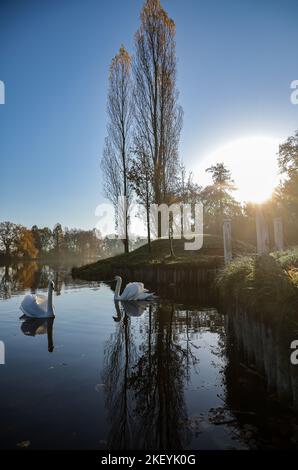 15 novembre 2022, Sassonia-Anhalt, Wörlitz: Due cigni che si godono il sole mattutino nel Parco di Wörlitz. Il tempo dovrebbe diventare molto meno bello nei prossimi giorni. Secondo il servizio meteorologico tedesco, un basso sull'Atlantico orientale sta guadagnando sempre più influenza. Le sue colline innescheranno una sezione meteorologica variabile. Foto: Jan Woitas/dpa Foto Stock