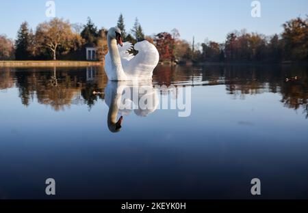 15 novembre 2022, Sassonia-Anhalt, Wörlitz: Un cigno gode dei raggi del sole mattutino nel Parco di Wörlitz. Il tempo dovrebbe diventare molto meno bello nei prossimi giorni. Secondo il servizio meteorologico tedesco, un sistema di bassa pressione sull'Atlantico orientale sta guadagnando influenza. Le sue colline innescheranno una sezione meteorologica variabile. Foto: Jan Woitas/dpa Foto Stock