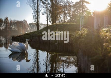 15 novembre 2022, Sassonia-Anhalt, Wörlitz: Un cigno gode dei raggi del sole mattutino nel Parco di Wörlitz. Il tempo dovrebbe diventare molto meno bello nei prossimi giorni. Secondo il servizio meteorologico tedesco, un sistema di bassa pressione sull'Atlantico orientale sta guadagnando influenza. Le sue colline innescheranno una sezione meteorologica variabile. Foto: Jan Woitas/dpa Foto Stock