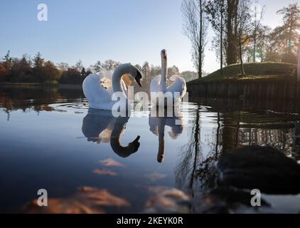 15 novembre 2022, Sassonia-Anhalt, Wörlitz: Due cigni godono dei raggi del sole mattutino nel Parco di Wörlitz. Il tempo dovrebbe diventare molto meno bello nei prossimi giorni. Secondo il servizio meteorologico tedesco, un basso sull'Atlantico orientale sta guadagnando influenza. Le sue colline innescheranno una sezione meteorologica variabile. Foto: Jan Woitas/dpa Foto Stock