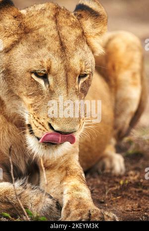 Leccando le labbra al pensiero di una caccia. Una leonessa sulle pianure dell'Africa. Foto Stock