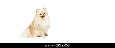 Piccolo cane pureed, color crema cane spitz pomeranian isolato su sfondo bianco studio. Gli animali domestici sembrano felici, curati e calmi. Cura, moda, animali Foto Stock