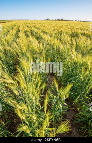 Grano semi-nano che cresce su una proprietà nel nord-ovest del New South Wales, Australia Foto Stock