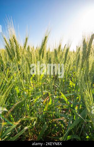 Grano semi-nano che cresce su una proprietà nel nord-ovest del New South Wales, Australia Foto Stock