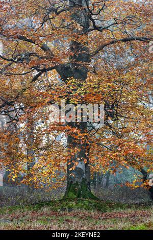 Faggio (Fagus sylvatica) in una Misty Autumn Woodland, North Pennines, UK Foto Stock