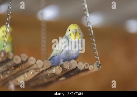 Budgie Foto Stock