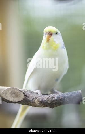 Budgerigar seduto sul ramo Foto Stock