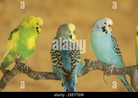 tre bilanci Foto Stock