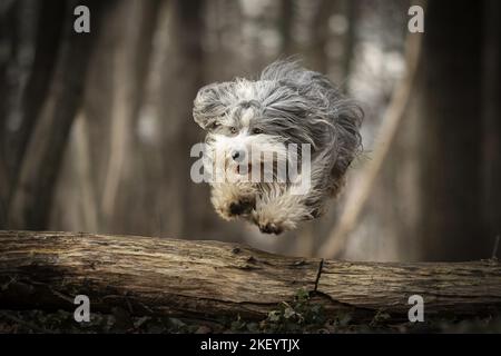 Collie barbuto Foto Stock