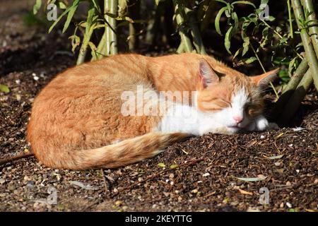 Un carino gatto di strada che dorme a terra nello Zoo di Odense, Danimarca Foto Stock