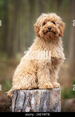 Sei mesi Cavapoo cucciolo cane seduto molto carino su un ceppo di albero nella foresta Foto Stock