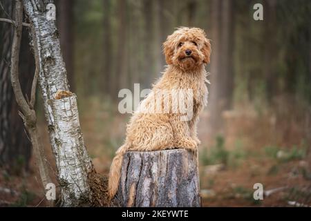 Sei mesi Cavapoo cucciolo cane seduto molto carino su un ceppo di albero nella foresta e una grande posa Foto Stock