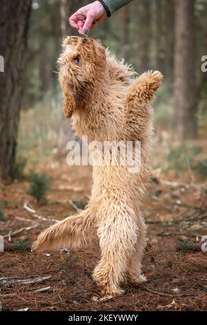 Cane cucciolo Cavapoo di sei mesi sulle sue gambe posteriori a tutta lunghezza per un trattamento da parte del suo proprietario che è oscurato Foto Stock