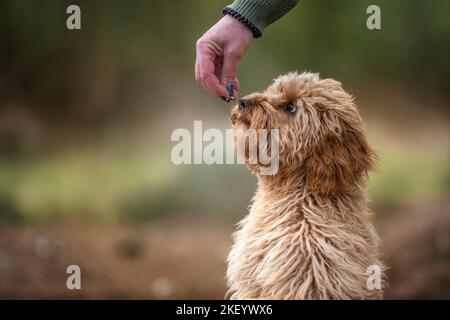 Cane cucciolo Cavapoo di sei mesi che odora un trattamento tenuto dal suo proprietario Foto Stock