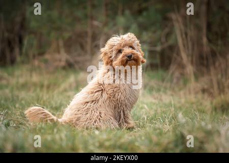 Cane cucciolo Cavapoo di sei mesi seduto nella foresta con il vento che soffia la pelliccia e molto carino e coccolato con un volto serio Foto Stock