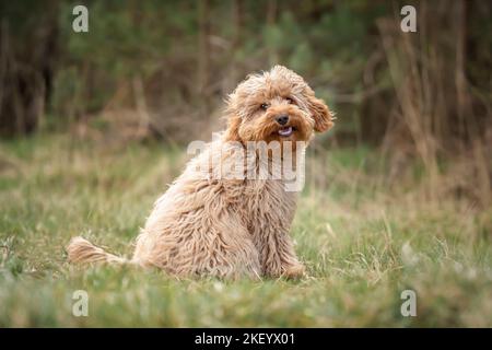 Cane cucciolo Cavapoo di sei mesi seduto nella foresta con il vento che soffia la sua pelliccia e molto carino e cuddlyn e sorridente pure Foto Stock