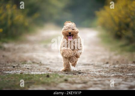 Cucciolo Cavapoo di sei mesi. Questo cucciolo è di colore albicocca, e corre lungo come un piccolo orsacchiotto con la lingua fuori Foto Stock