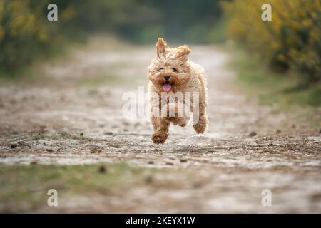 Cucciolo Cavapoo di sei mesi. Questo cucciolo è di colore albicocca, e corre con tutte le zampe fuori terra Foto Stock