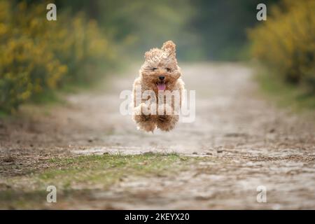 Cucciolo Cavapoo di sei mesi. Questo cucciolo è di colore albicocca, e volare alto con tutte le zampe fuori terra. Foto Stock