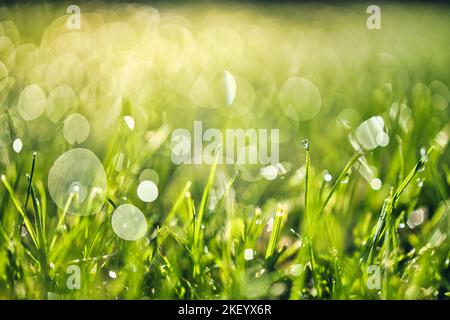 Natura lussureggiante verde erba su prato con gocce di acqua rugiada in luce mattutina in primavera estate all'aperto primo piano macro. Bella immagine artistica della natura Foto Stock