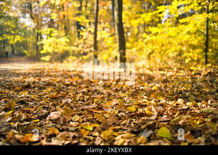 Splendido paesaggio autunnale con alberi gialli e sole. Fogliame colorato nel parco. Caduta foglie sfondo naturale, basso punto di vista, caduta foresta Foto Stock