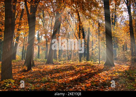 Alberi colorati e strada rurale in una profonda foresta autunnale, sfondo naturale. Nebbia mattutina, luce solare soffusa, tranquilla maestosa foresta autunnale sentiero tranquillo Foto Stock