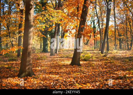 Alberi colorati e strada rurale in una profonda foresta autunnale, sfondo naturale. Nebbia mattutina, luce solare soffusa, tranquilla maestosa foresta autunnale sentiero tranquillo Foto Stock