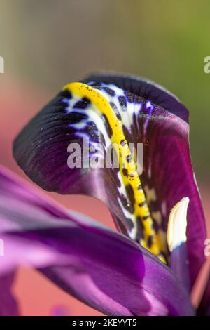 Iris reticulata 'George', primo piano di petalo Foto Stock