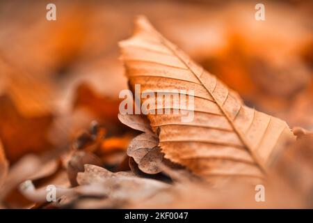 Bella composizione di primo piano autunnale. Tessitura di foglie essiccate. Autunno, autunno, giorno di ringraziamento concetto. Ispirazionale natura decorazione appartamento lay, top Foto Stock