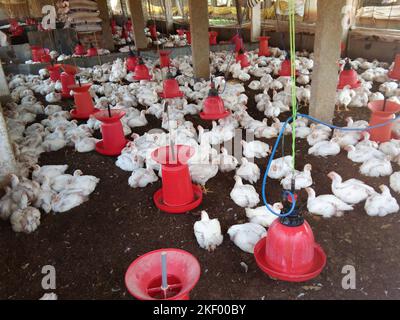 Allevare polli per scopi agricoli in India. Foto Stock