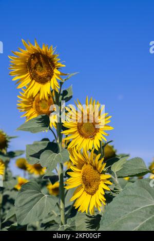 Ripresa verticale del campo di girasole (Helianthus annuus) contro il cielo estivo blu brillante, diversi girasoli gialli in primo piano, un grande collec di api sudorate Foto Stock