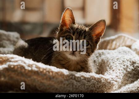 Il gattino a strisce giace sul davanzale. Gattino carino su una plaid a maglia bianca. Comfort di casa e un piccolo gatto. Foto Stock