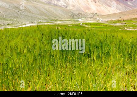 Primo piano di spighe di grano verde di campi coltivati freschi in una fattoria a Zanskar. Foto Stock