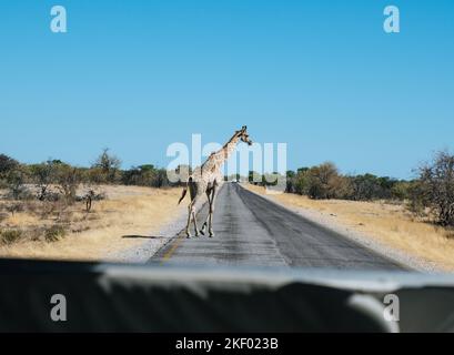 Giraffa attraversando la strada presso la Riserva Nazionale di Etosha in Namibia Foto Stock