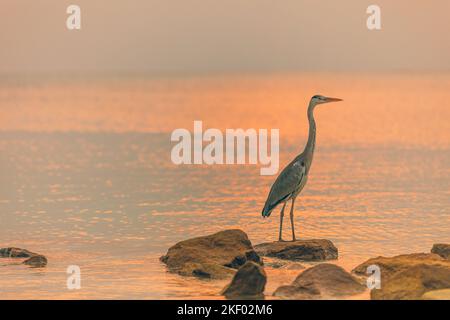 Caccia Heron sullo sfondo del tramonto alle Maldive. Grande uccello in piedi su rocce in acque poco profonde e la caccia di pesci. Fauna tropicale, natura animale Foto Stock