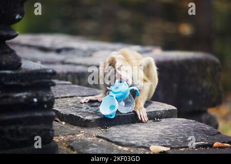 Monkey cerca di bere dal biberon dopo averlo rubato ai turisti. Temi del comportamento degli animali e dei rifiuti di plastica in natura. Foto Stock