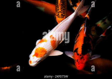 Varietà colorate giappone fantasia carpa o Koi pesce giapponese più specificamente nishikigoi nuoto in acqua dolce in stagno e piscina nel giardino parco a B. Foto Stock