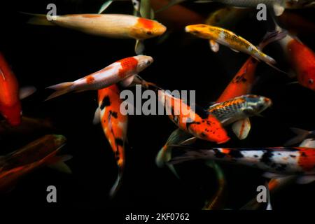 Varietà colorate giappone fantasia carpa o Koi pesce giapponese più specificamente nishikigoi nuoto in acqua dolce in stagno e piscina nel giardino parco a B. Foto Stock