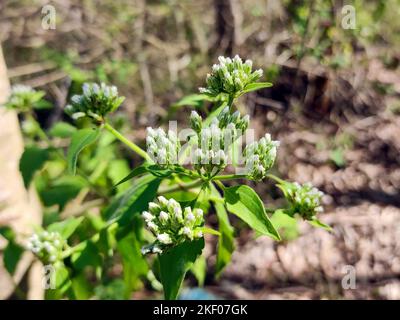 Chromolaena odorata fiore Foto Stock