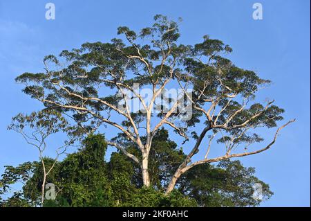 Ecuador, Foresta pluviale Amazzonica, Rio Napo, vicino a Coca, Giant Ceiba Tree nel Parco Nazionale di Yasuni, il 14 2022 novembre. Yasuni National Park, nel profondo della giungla amazzonica dell'Ecuador, una delle destinazioni più biodiversificate del pianeta! Foto di Tomas Stevens/ABACAPRESS.COM Foto Stock