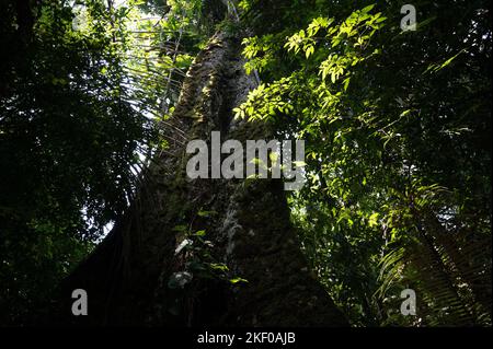 Ecuador, Foresta pluviale Amazzonica, Rio Napo, vicino a Coca, un albero gigante Kapok nel Parco Nazionale di Yasuni, il 14 2022 novembre. Yasuni National Park, nel profondo della giungla amazzonica dell'Ecuador, una delle destinazioni più biodiversificate del pianeta! Foto di Tomas Stevens/ABACAPRESS.COM Foto Stock